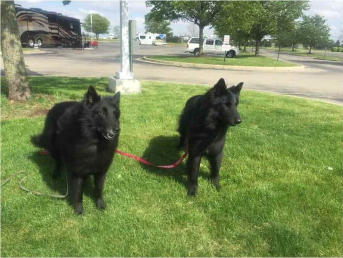 belgian sheepdogs-min